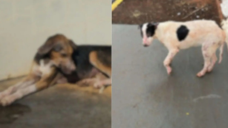 Investigação aponta falhas no controle sanitário de animais de rua em Inocência (MS)