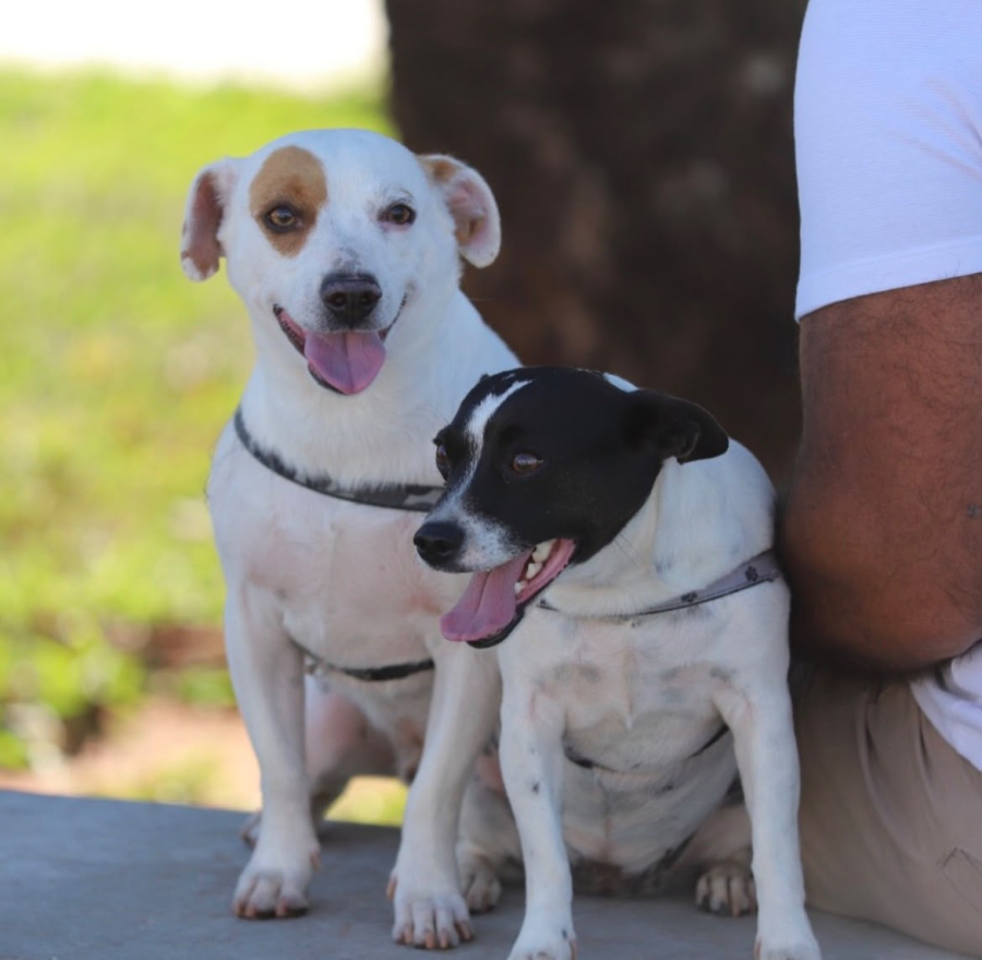 Saúde em 4 Patas é sucesso e reforça compromisso com o bem-estar animal em Inocência
